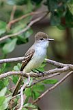 La Sagra's Flycatcher